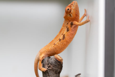 Ambilobe From "Manamanga-anina" (AKA Blue Breeze) x "Volamena-vovoka" (AKA Gold Dust) - Hatched Jan - Feb 2026 - Female #1