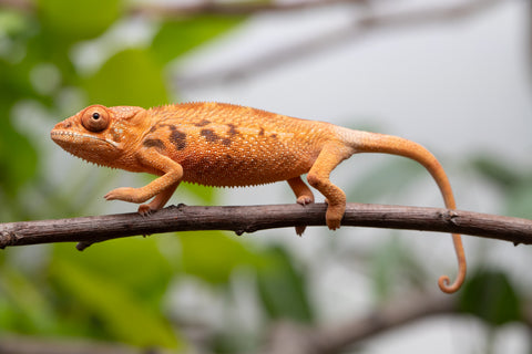 Ambilobe From "Manamanga-anina" (AKA Blue Breeze) x "Volamena-vovoka" (AKA Gold Dust) - Hatched Jan - Feb 2026 - Female #1