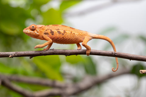 Ambilobe From "Manamanga-anina" (AKA Blue Breeze) x "Volamena-vovoka" (AKA Gold Dust) - Hatched Jan - Feb 2026 - Female #1