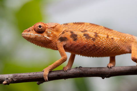 Ambilobe From "Manamanga-anina" (AKA Blue Breeze) x "Volamena-vovoka" (AKA Gold Dust) - Hatched Jan - Feb 2026 - Female #1