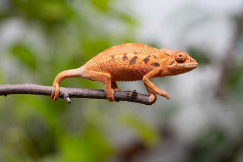 Ambilobe From "Manamanga-anina" (AKA Blue Breeze) x "Volamena-vovoka" (AKA Gold Dust) - Hatched Jan - Feb 2026 - Female #1