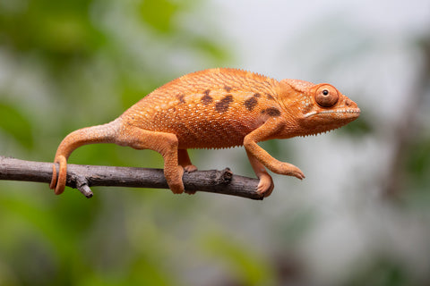 Ambilobe From "Manamanga-anina" (AKA Blue Breeze) x "Volamena-vovoka" (AKA Gold Dust) - Hatched Jan - Feb 2026 - Female #1