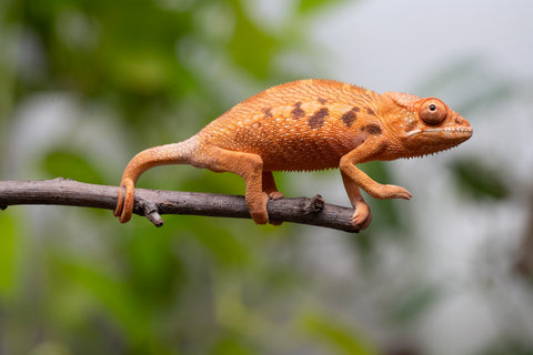 Ambilobe From "Manamanga-anina" (AKA Blue Breeze) x "Volamena-vovoka" (AKA Gold Dust) - Hatched Jan - Feb 2026 - Female #1