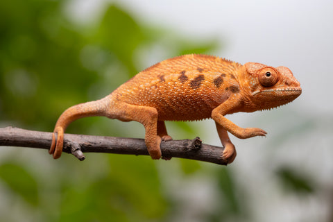 Ambilobe From "Manamanga-anina" (AKA Blue Breeze) x "Volamena-vovoka" (AKA Gold Dust) - Hatched Jan - Feb 2026 - Female #1