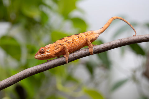Ambilobe From "Manamanga-anina" (AKA Blue Breeze) x "Volamena-vovoka" (AKA Gold Dust) - Hatched Jan - Feb 2026 - Female #1