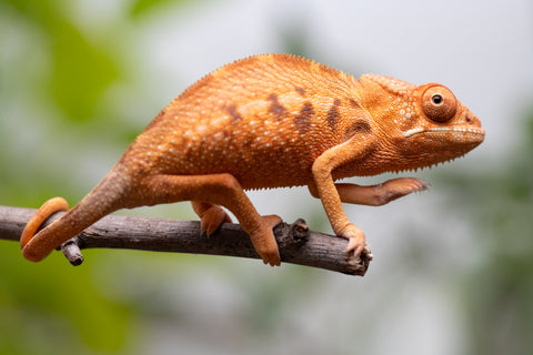 Ambilobe From "Manamanga-anina" (AKA Blue Breeze) x "Volamena-vovoka" (AKA Gold Dust) - Hatched Jan - Feb 2026 - Female #1