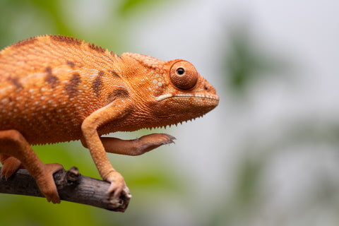 Ambilobe From "Manamanga-anina" (AKA Blue Breeze) x "Volamena-vovoka" (AKA Gold Dust) - Hatched Jan - Feb 2026 - Female #1