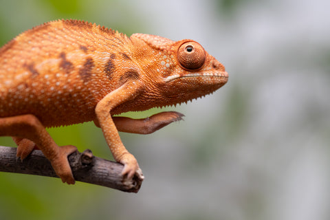 Ambilobe From "Manamanga-anina" (AKA Blue Breeze) x "Volamena-vovoka" (AKA Gold Dust) - Hatched Jan - Feb 2026 - Female #1