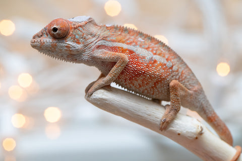 Holdbacks/Individuals: Ambilobe Offspring From "Manamanga-anina" (AKA Blue Breeze) x "Volamena-vovoka" (AKA Gold Dust) - Hatched Jan - Feb 2026 - Male #1