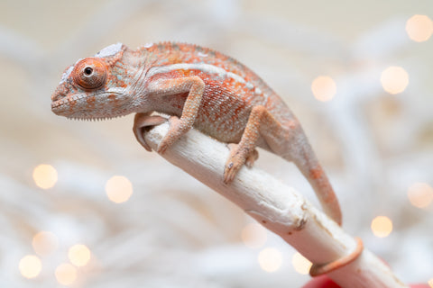 Holdbacks/Individuals: Ambilobe Offspring From "Manamanga-anina" (AKA Blue Breeze) x "Volamena-vovoka" (AKA Gold Dust) - Hatched Jan - Feb 2026 - Male #1