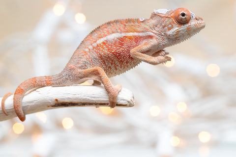 Holdbacks/Individuals: Ambilobe Offspring From "Manamanga-anina" (AKA Blue Breeze) x "Volamena-vovoka" (AKA Gold Dust) - Hatched Jan - Feb 2026 - Male #1