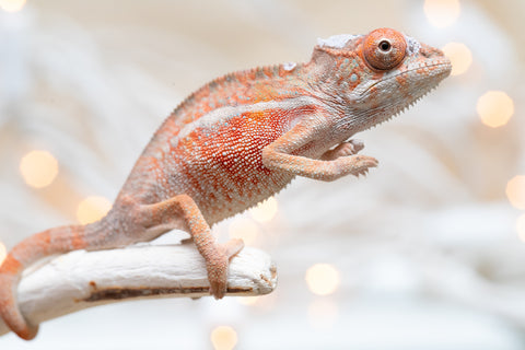 Holdbacks/Individuals: Ambilobe Offspring From "Manamanga-anina" (AKA Blue Breeze) x "Volamena-vovoka" (AKA Gold Dust) - Hatched Jan - Feb 2026 - Male #1