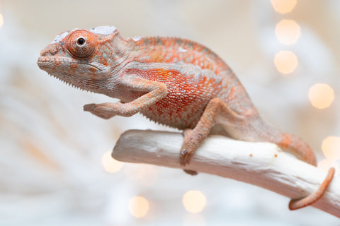 Holdbacks/Individuals: Ambilobe Offspring From "Manamanga-anina" (AKA Blue Breeze) x "Volamena-vovoka" (AKA Gold Dust) - Hatched Jan - Feb 2026 - Male #1