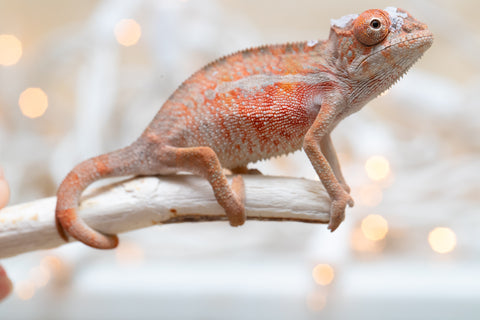 Holdbacks/Individuals: Ambilobe Offspring From "Manamanga-anina" (AKA Blue Breeze) x "Volamena-vovoka" (AKA Gold Dust) - Hatched Jan - Feb 2026 - Male #1