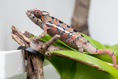 Ambilobe From "Manamanga-anina" (AKA Blue Breeze) x "Volamena-vovoka" (AKA Gold Dust) - Hatched Jan - Feb 2026 - Male #1