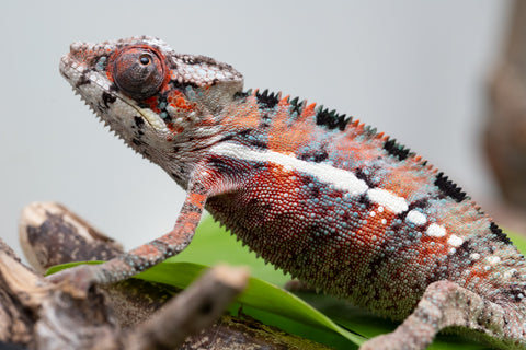 Ambilobe From "Manamanga-anina" (AKA Blue Breeze) x "Volamena-vovoka" (AKA Gold Dust) - Hatched Jan - Feb 2026 - Male #1