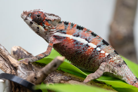 Ambilobe From "Manamanga-anina" (AKA Blue Breeze) x "Volamena-vovoka" (AKA Gold Dust) - Hatched Jan - Feb 2026 - Male #1