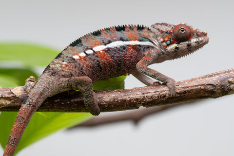 Ambilobe From "Manamanga-anina" (AKA Blue Breeze) x "Volamena-vovoka" (AKA Gold Dust) - Hatched Jan - Feb 2026 - Male #1