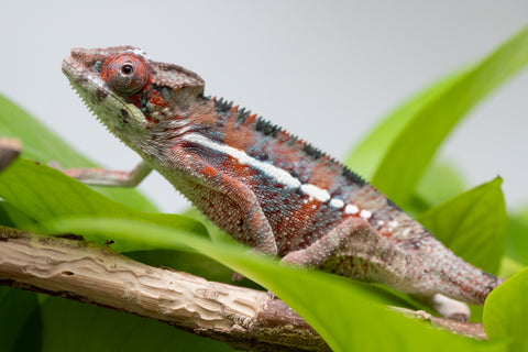 Ambilobe From "Manamanga-anina" (AKA Blue Breeze) x "Volamena-vovoka" (AKA Gold Dust) - Hatched Jan - Feb 2026 - Male #1