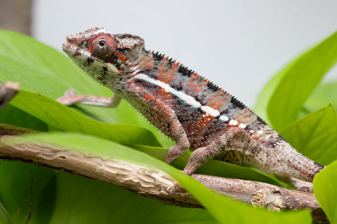 Ambilobe From "Manamanga-anina" (AKA Blue Breeze) x "Volamena-vovoka" (AKA Gold Dust) - Hatched Jan - Feb 2026 - Male #1