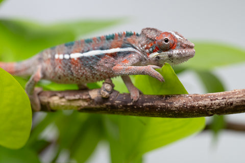 Ambilobe From "Manamanga-anina" (AKA Blue Breeze) x "Volamena-vovoka" (AKA Gold Dust) - Hatched Jan - Feb 2026 - Male #1
