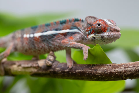 Ambilobe From "Manamanga-anina" (AKA Blue Breeze) x "Volamena-vovoka" (AKA Gold Dust) - Hatched Jan - Feb 2026 - Male #1