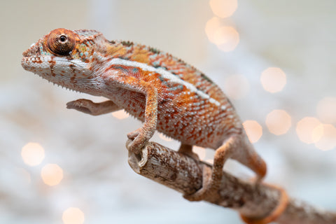 Holdbacks/Individuals: Ambilobe Offspring From "Manamanga-anina" (AKA Blue Breeze) x "Volamena-vovoka" (AKA Gold Dust) - Hatched Jan - Feb 2026 - Male #2