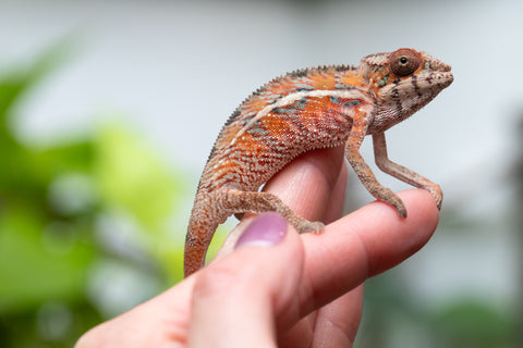 Holdbacks/Individuals: Ambilobe Offspring From "Manamanga-anina" (AKA Blue Breeze) x "Volamena-vovoka" (AKA Gold Dust) - Hatched Jan - Feb 2026 - Male #2