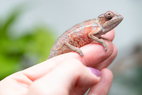 Holdbacks/Individuals: Ambilobe Offspring From "Manamanga-anina" (AKA Blue Breeze) x "Volamena-vovoka" (AKA Gold Dust) - Hatched Jan - Feb 2026 - Male #4