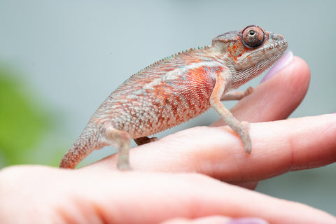 Holdbacks/Individuals: Ambilobe Offspring From "Manamanga-anina" (AKA Blue Breeze) x "Volamena-vovoka" (AKA Gold Dust) - Hatched Jan - Feb 2026 - Male #4