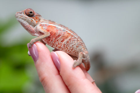 Holdbacks/Individuals: Ambilobe Offspring From "Manamanga-anina" (AKA Blue Breeze) x "Volamena-vovoka" (AKA Gold Dust) - Hatched Jan - Feb 2026 - Male #4