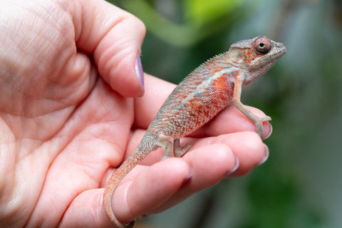 Holdbacks/Individuals: Ambilobe Offspring From "Manamanga-anina" (AKA Blue Breeze) x "Volamena-vovoka" (AKA Gold Dust) - Hatched Jan - Feb 2026 - Male #4
