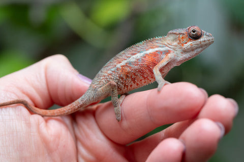 Holdbacks/Individuals: Ambilobe Offspring From "Manamanga-anina" (AKA Blue Breeze) x "Volamena-vovoka" (AKA Gold Dust) - Hatched Jan - Feb 2026 - Male #4