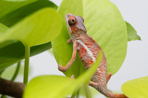 Holdbacks/Individuals: Ambilobe Offspring From "Manamanga-anina" (AKA Blue Breeze) x "Volamena-vovoka" (AKA Gold Dust) - Hatched Jan - Feb 2026 - Male #4