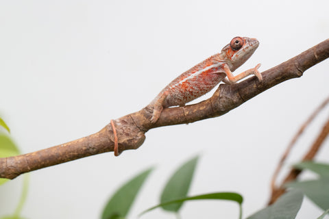 Holdbacks/Individuals: Ambilobe Offspring From "Manamanga-anina" (AKA Blue Breeze) x "Volamena-vovoka" (AKA Gold Dust) - Hatched Jan - Feb 2026 - Male #4