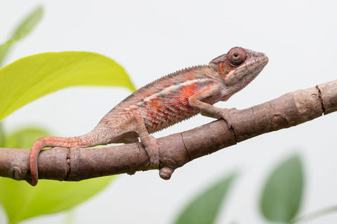 Holdbacks/Individuals: Ambilobe Offspring From "Manamanga-anina" (AKA Blue Breeze) x "Volamena-vovoka" (AKA Gold Dust) - Hatched Jan - Feb 2026 - Male #4