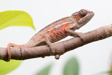 Holdbacks/Individuals: Ambilobe Offspring From "Manamanga-anina" (AKA Blue Breeze) x "Volamena-vovoka" (AKA Gold Dust) - Hatched Jan - Feb 2026 - Male #4