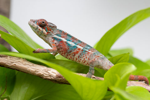 Ambilobe From "Manamanga-anina" (AKA Blue Breeze) x "Volamena-vovoka" (AKA Gold Dust) - Hatched Jan - Feb 2026 - Male #4