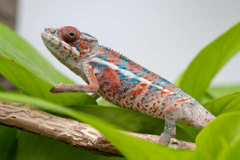 Ambilobe From "Manamanga-anina" (AKA Blue Breeze) x "Volamena-vovoka" (AKA Gold Dust) - Hatched Jan - Feb 2026 - Male #4
