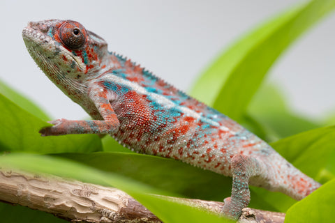 Ambilobe From "Manamanga-anina" (AKA Blue Breeze) x "Volamena-vovoka" (AKA Gold Dust) - Hatched Jan - Feb 2026 - Male #4