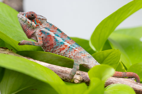 Ambilobe From "Manamanga-anina" (AKA Blue Breeze) x "Volamena-vovoka" (AKA Gold Dust) - Hatched Jan - Feb 2026 - Male #4