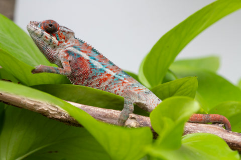 Ambilobe From "Manamanga-anina" (AKA Blue Breeze) x "Volamena-vovoka" (AKA Gold Dust) - Hatched Jan - Feb 2026 - Male #4