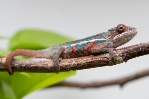 Ambilobe From "Manamanga-anina" (AKA Blue Breeze) x "Volamena-vovoka" (AKA Gold Dust) - Hatched Jan - Feb 2026 - Male #4