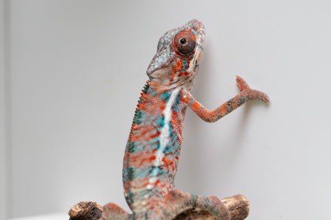 Ambilobe From "Manamanga-anina" (AKA Blue Breeze) x "Volamena-vovoka" (AKA Gold Dust) - Hatched Jan - Feb 2026 - Male #4