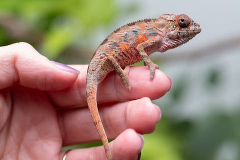 Holdbacks/Individuals: Ambilobe Offspring From "Manamanga-anina" (AKA Blue Breeze) x "Volamena-vovoka" (AKA Gold Dust) - Hatched Jan - Feb 2026 - Male #5