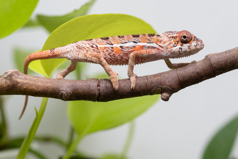 Holdbacks/Individuals: Ambilobe Offspring From "Manamanga-anina" (AKA Blue Breeze) x "Volamena-vovoka" (AKA Gold Dust) - Hatched Jan - Feb 2026 - Male #5