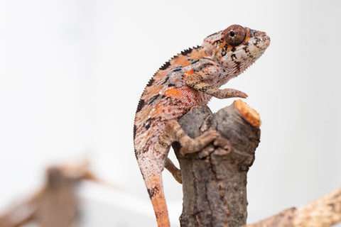 Holdbacks/Individuals: Ambilobe Offspring From "Manamanga-anina" (AKA Blue Breeze) x "Volamena-vovoka" (AKA Gold Dust) - Hatched Jan - Feb 2026 - Male #5