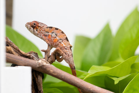 Holdbacks/Individuals: Ambilobe Offspring From "Manamanga-anina" (AKA Blue Breeze) x "Volamena-vovoka" (AKA Gold Dust) - Hatched Jan - Feb 2026 - Male #5