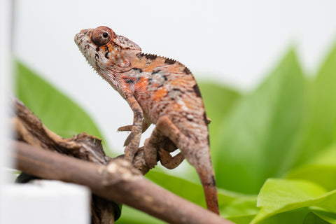 Holdbacks/Individuals: Ambilobe Offspring From "Manamanga-anina" (AKA Blue Breeze) x "Volamena-vovoka" (AKA Gold Dust) - Hatched Jan - Feb 2026 - Male #5