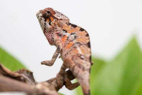 Holdbacks/Individuals: Ambilobe Offspring From "Manamanga-anina" (AKA Blue Breeze) x "Volamena-vovoka" (AKA Gold Dust) - Hatched Jan - Feb 2026 - Male #5